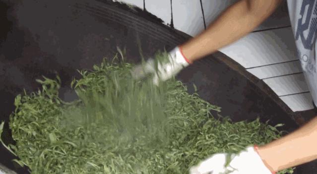 最全入门茶知识这一篇就够了,最全中国茶基础知识学茶必备