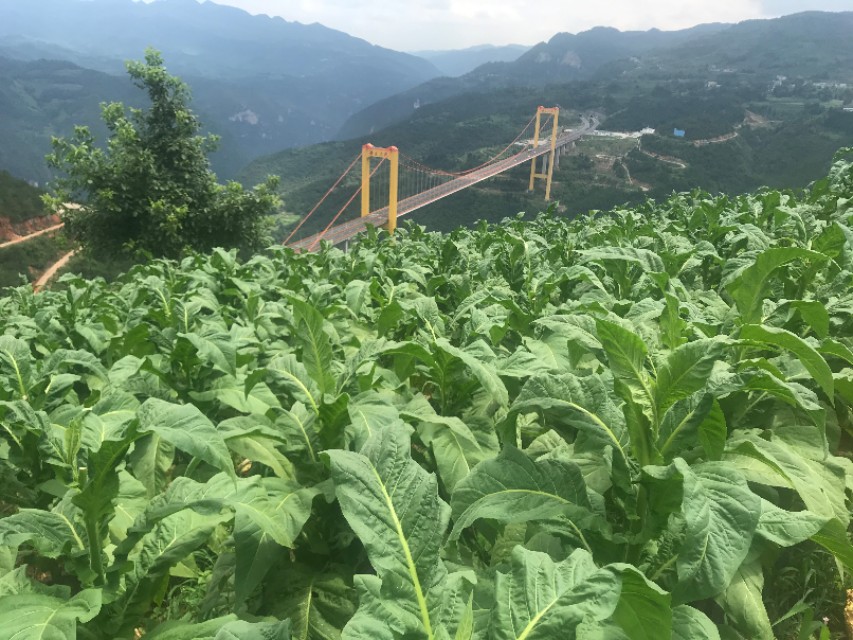 种下“绿叶子” 烤出“黄叶子” 换来“金票子”