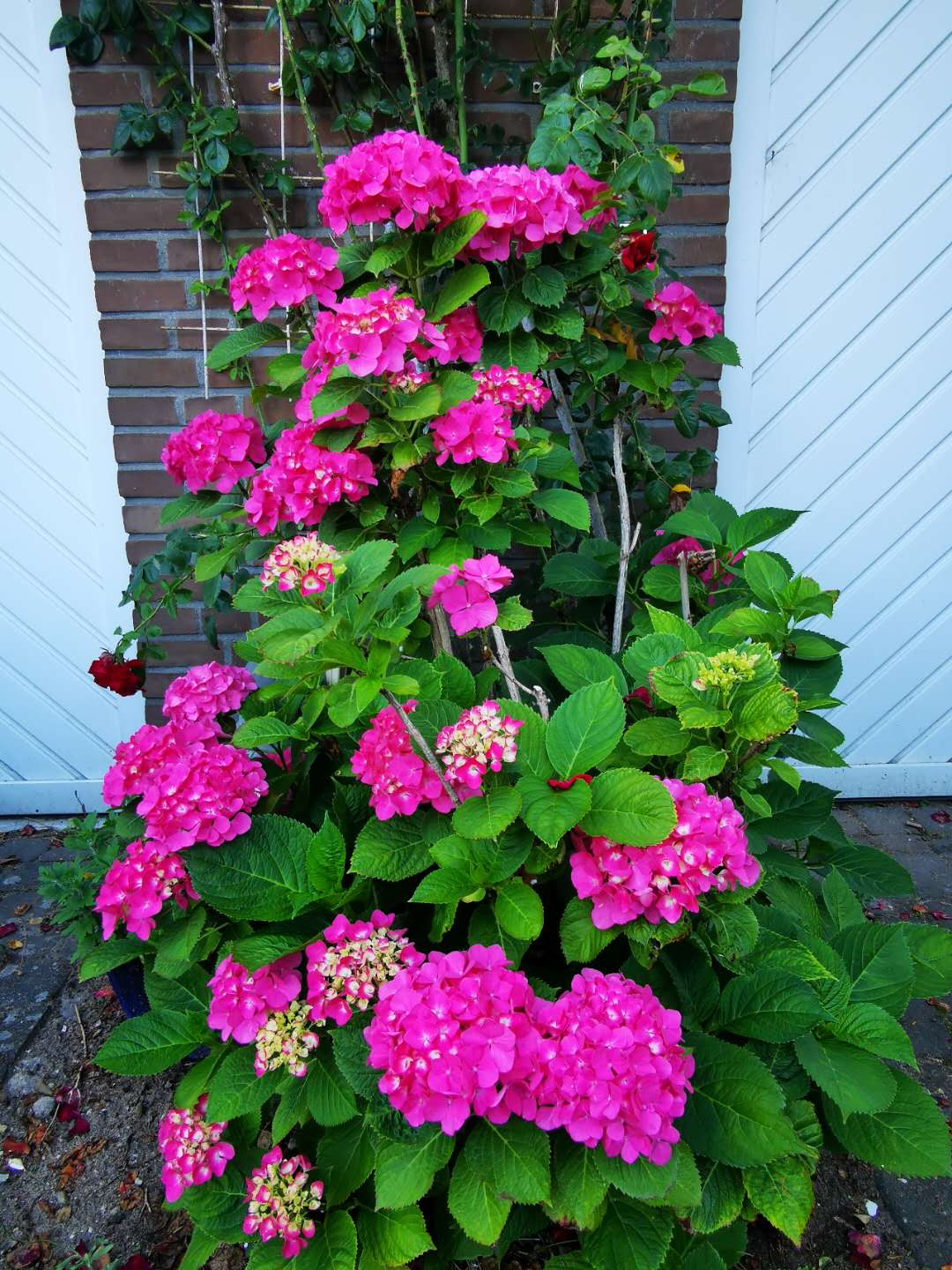 德国的夏天,德国的夏天最热多少度