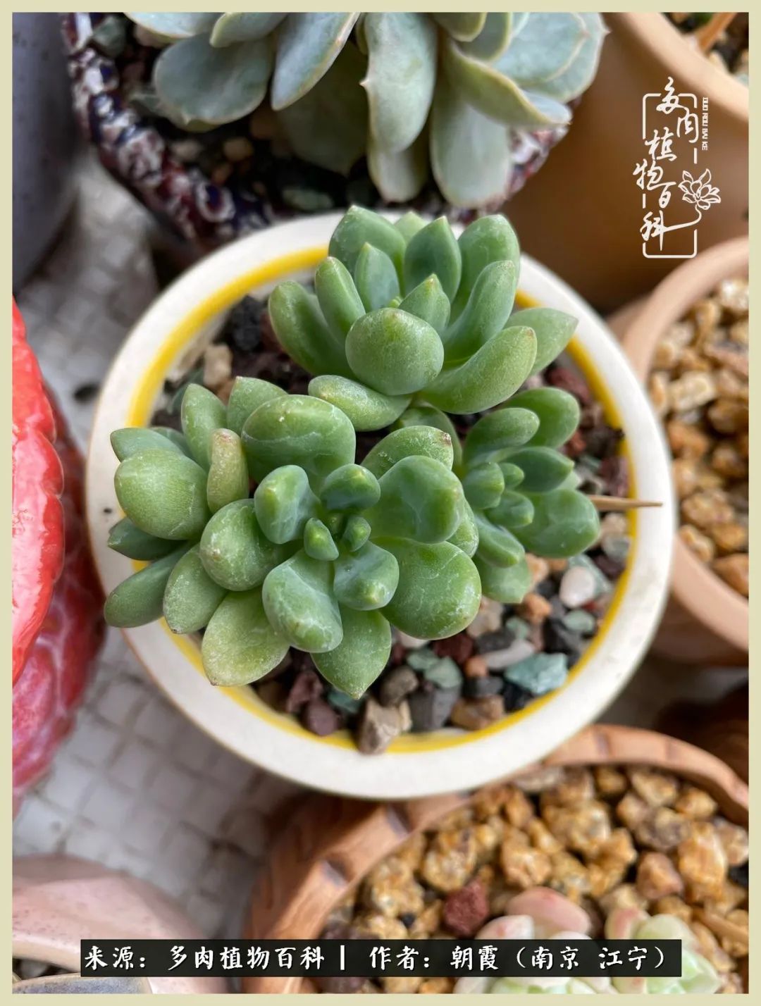 多肉最美的飘枝品种,多肉最美老桩