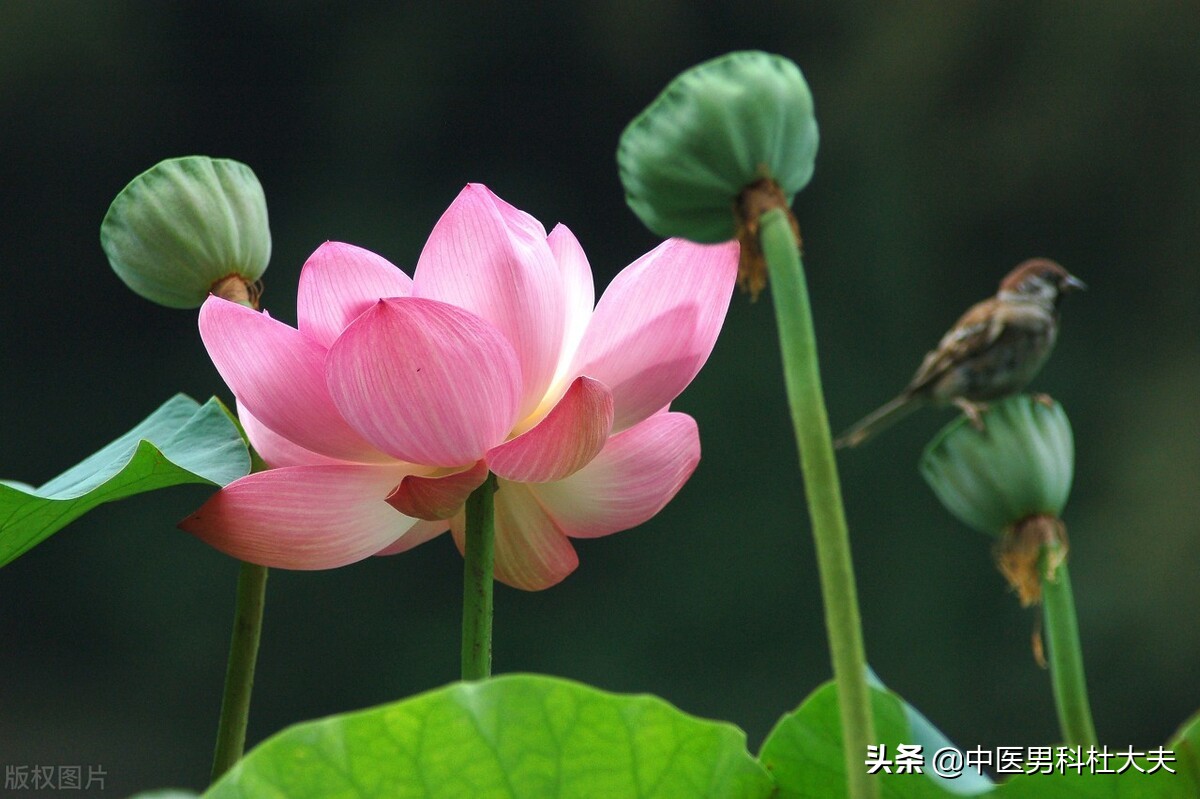 畏寒怕冷，脉象沉紧，体内寒邪过重，中医如何调理？