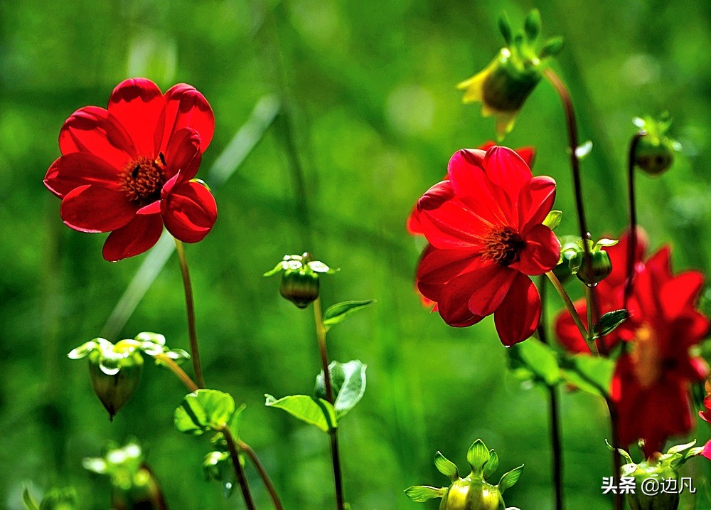 航拍一个村寨,航拍最美山谷风景
