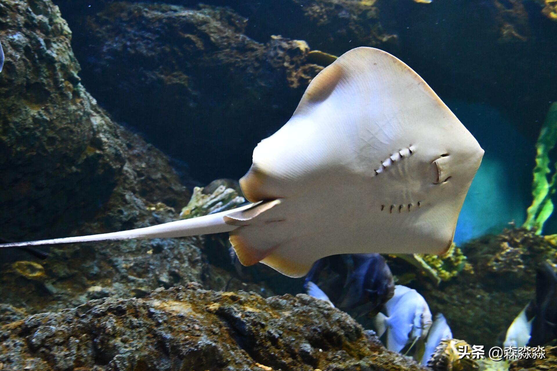 西安研学旅游活动,放飞海洋梦想感受丝路传奇手抄报