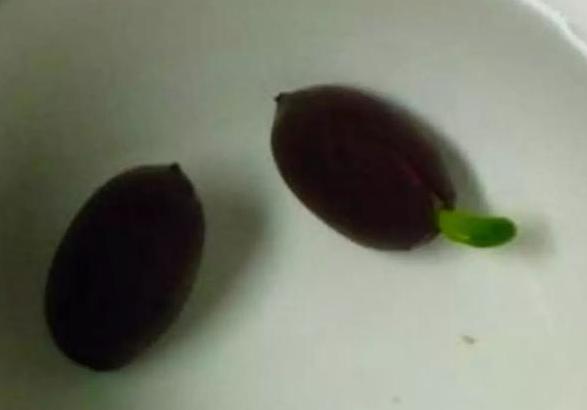 盆栽睡莲的养殖方法和注意事项,睡莲犹如亭亭玉立的少女