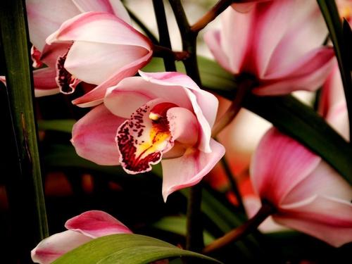 花艺插花常见花名有哪些,鲜花插花的技巧有哪些