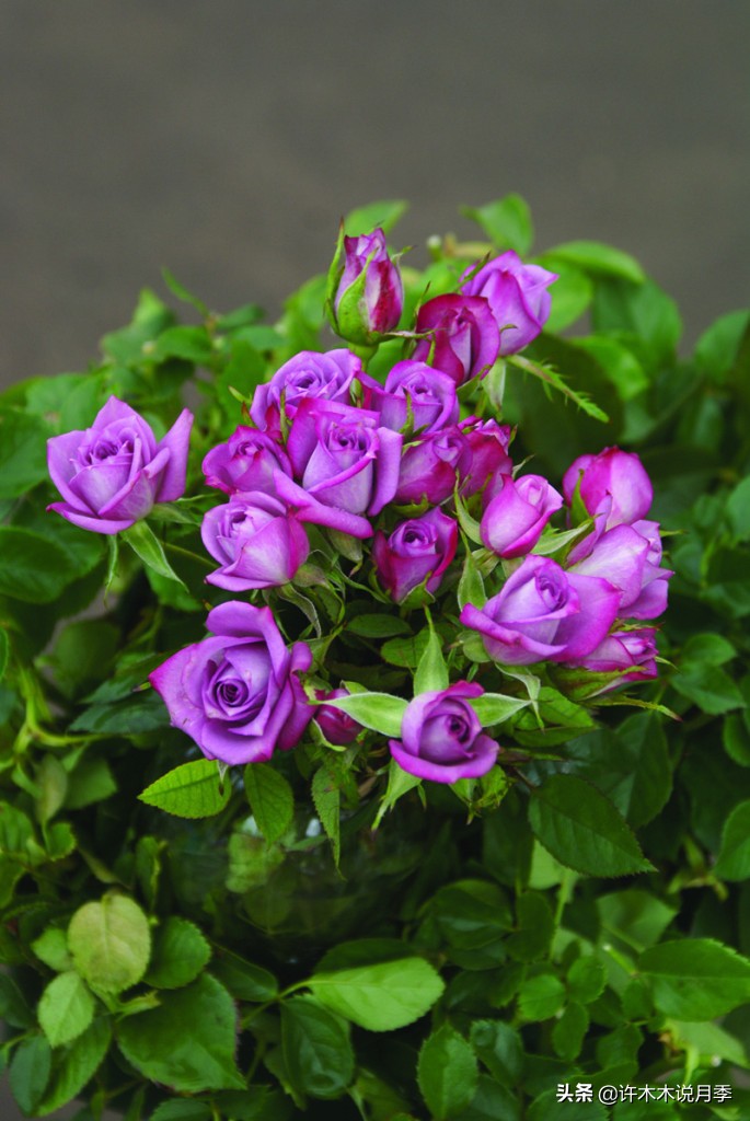 大花浓香四季开花的月季有哪些,黑紫色的月季花有哪些