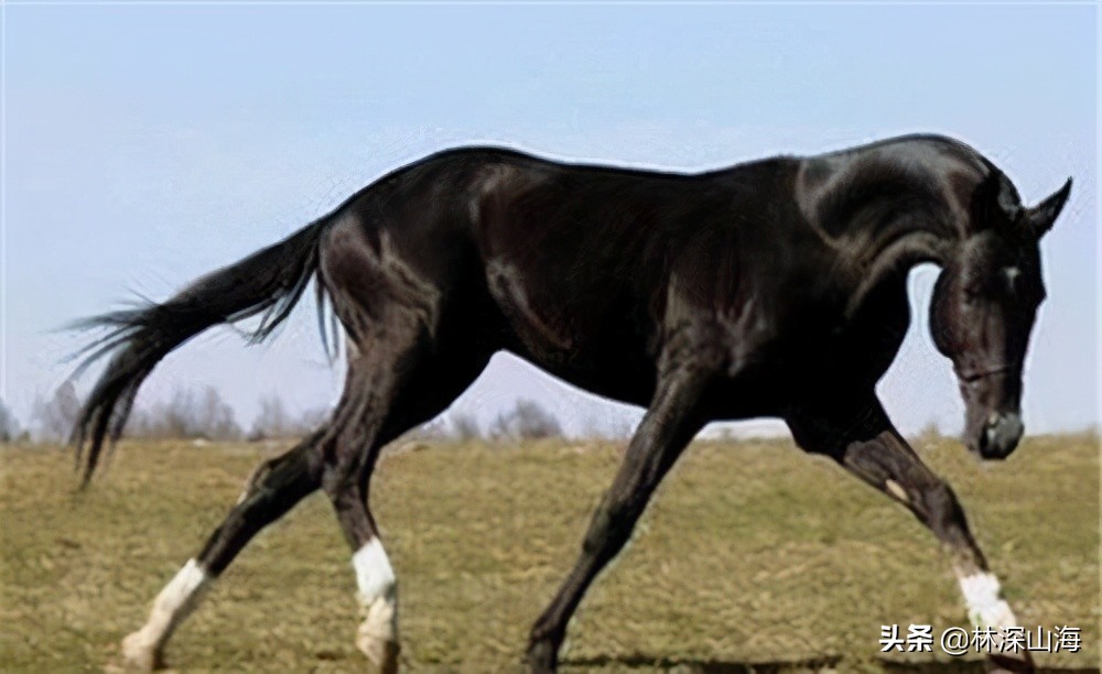 历代有名的宝马都是哪些,历史上出名的宝马有哪些