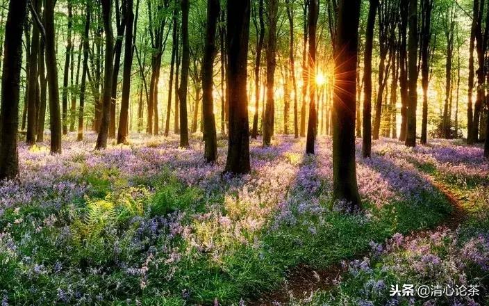 易武茶的特点和缺点,易武茶的骚香是什么香