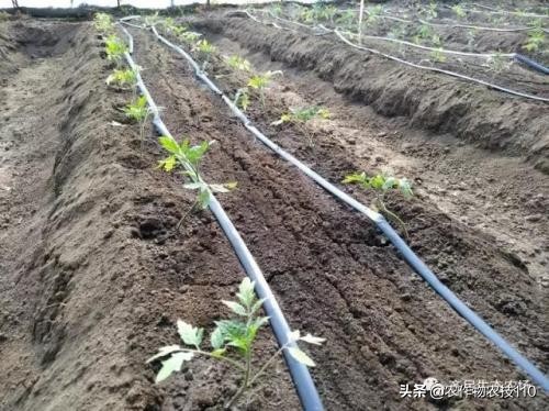 大棚西红柿阴雨天能打枝吗,阴雨天西红柿大棚湿度大怎么办