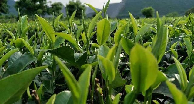 脚容易出汗怎么办？鞋臭怎么办？只需一招轻松搞定