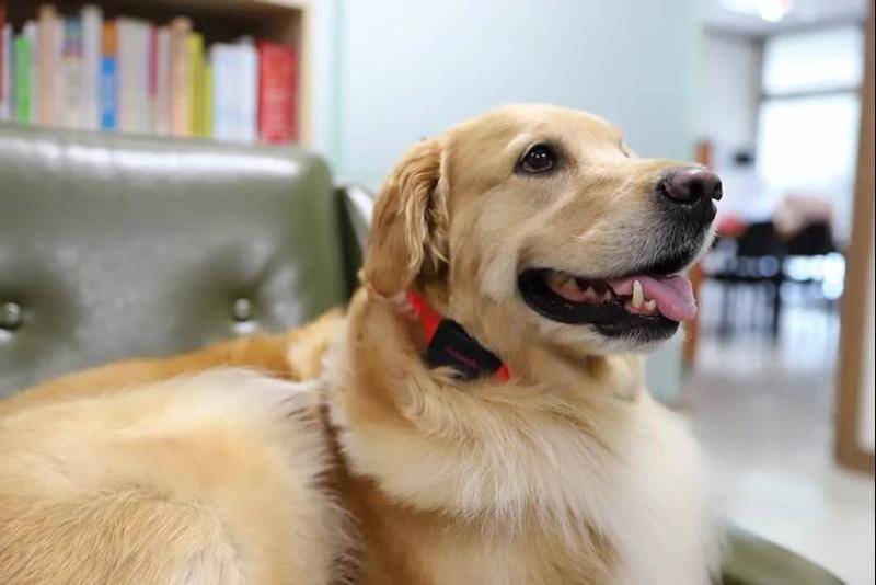 狗狗2021年,2021年的狗狗