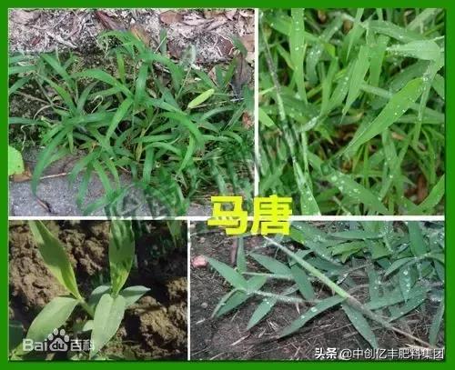 地里的野菜不认识拍照片怎么查,农田常见100种杂草图谱名称及作用