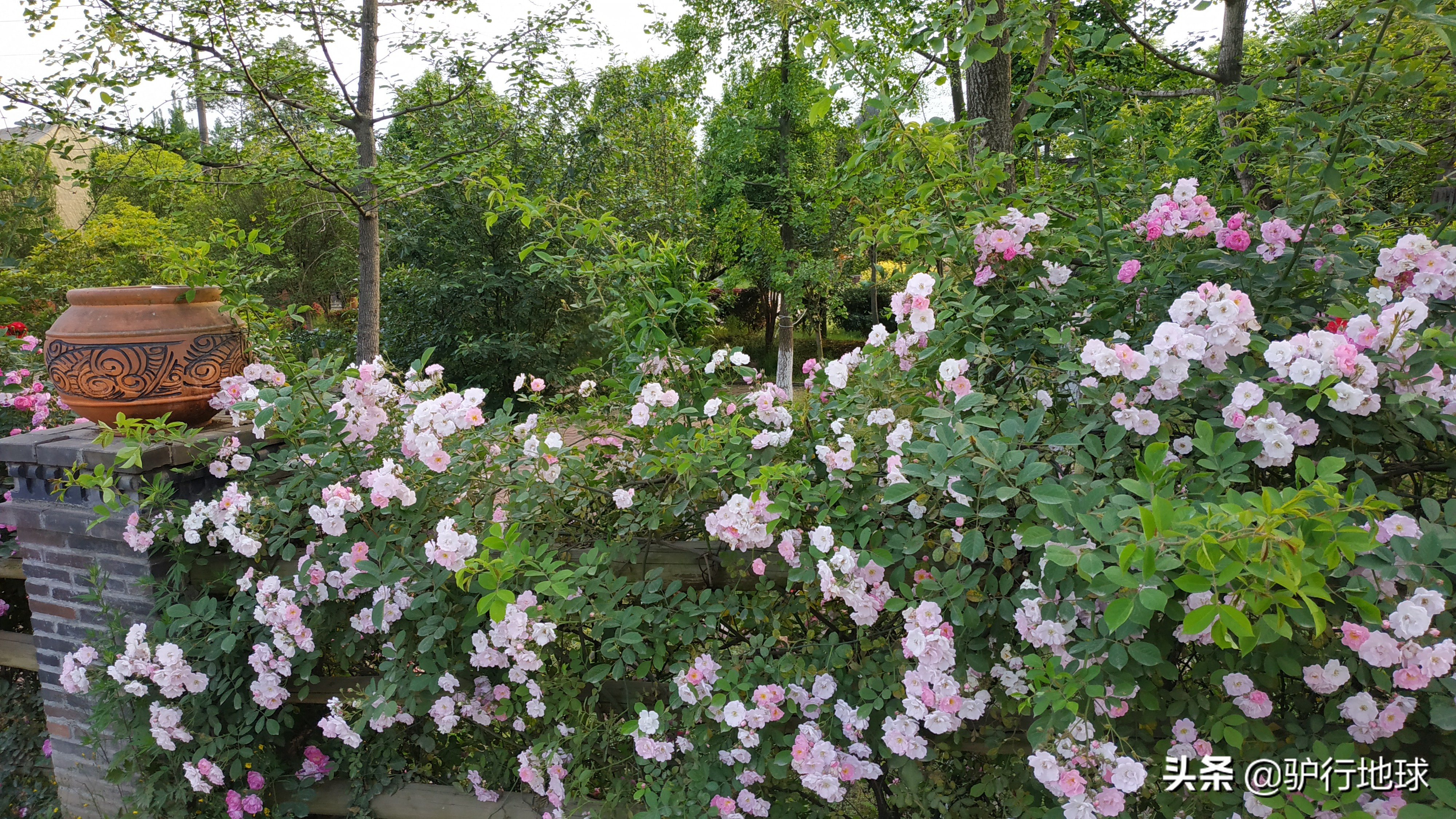 成都周边适合秋天看花的地方,成都周边看花攻略国庆节