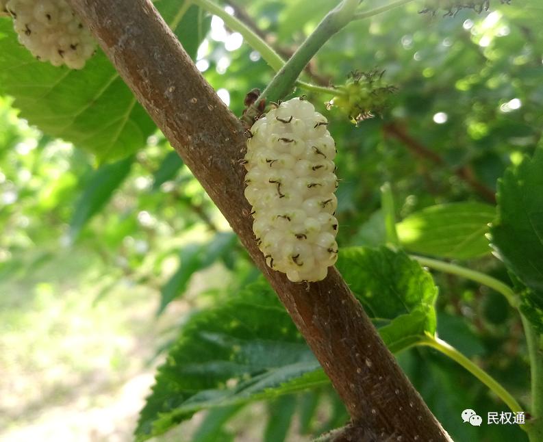 这种白果，民权90/%以上的朋友没吃过，不信？打赌