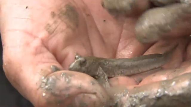 霞浦岐山村做跳跳鱼,霞浦滩涂捕捉跳跳鱼