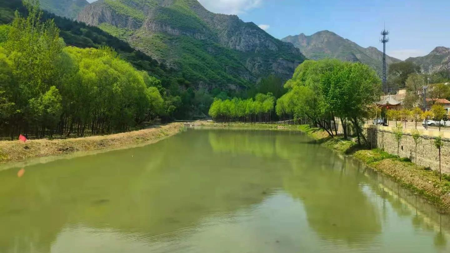 杨树叶子拌什么好吃,杨树叶可以直接凉拌吃吗