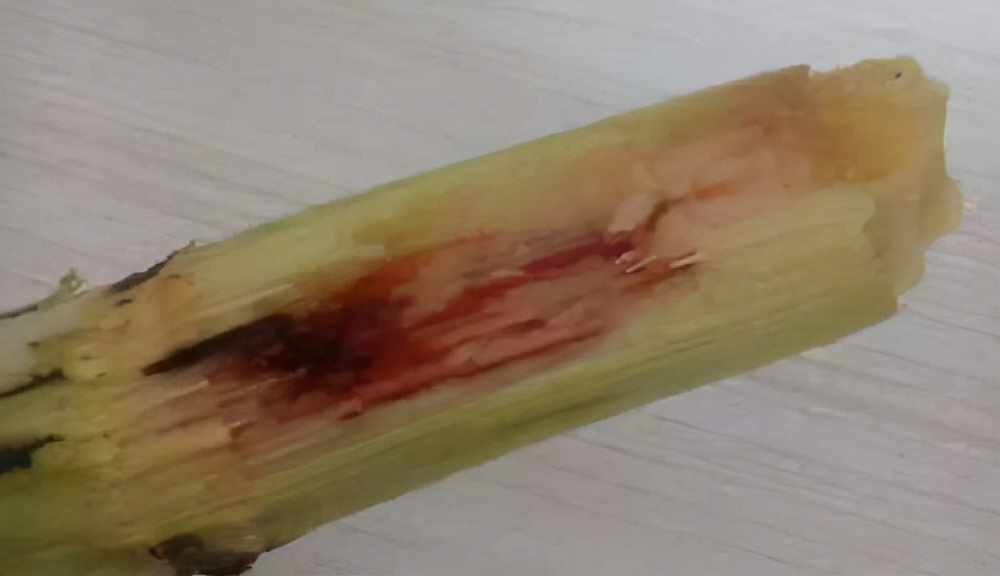 甘蔗末端出现红色丝状,是流血了吗?还是有毒的?