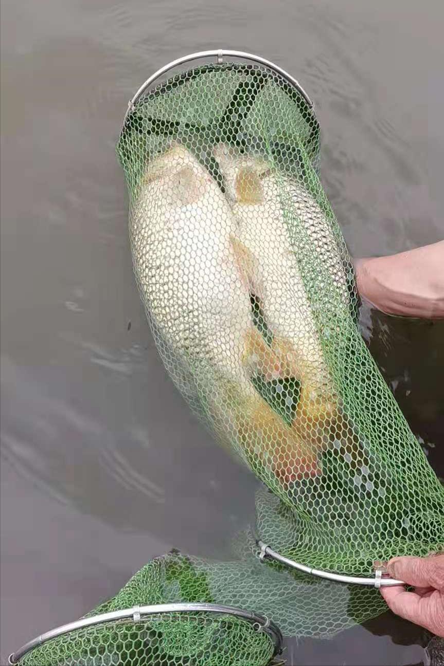野钓巨青用什么饵料,野钓巨鲤