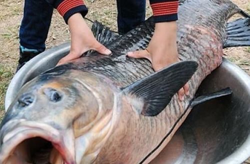 水库钓青鱼手竿线组,5.4手竿钓青鱼怎么调漂