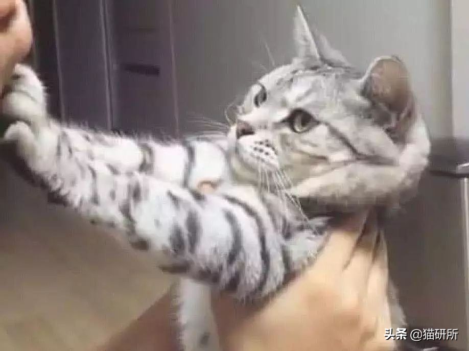 养了十多天的猫猫想抱它要怎么做,养了两年的猫怎么教