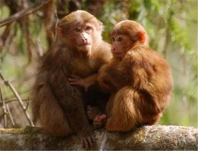 为什么猴子不能像狗一样成为宠物,猴子比狗智商高吗