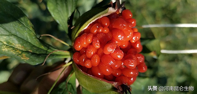 重楼根腐病最有效的防治方法,重楼烂叶病和烂杆病要用什么药