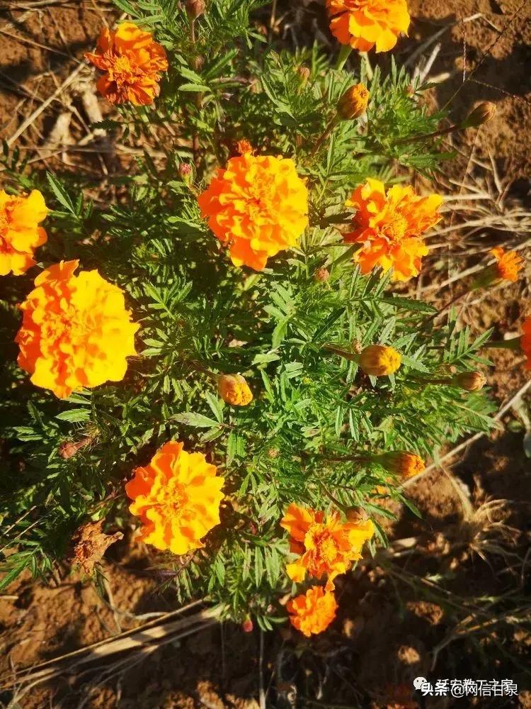 金太阳幼儿园校门,延安市甘泉谢金庄幼儿园