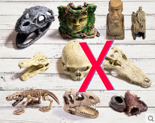 捕鸟蛛饲养条件,捕鸟蛛饲养事项