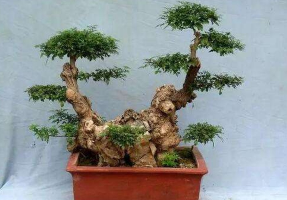各种树木盆景的养法,什么树木盆景好看又好养