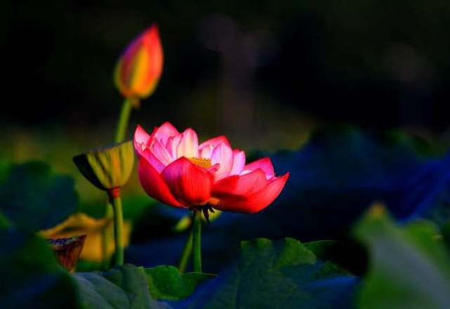 十二星座都有什么特点和缺点,十二星座特点优点和缺点图片