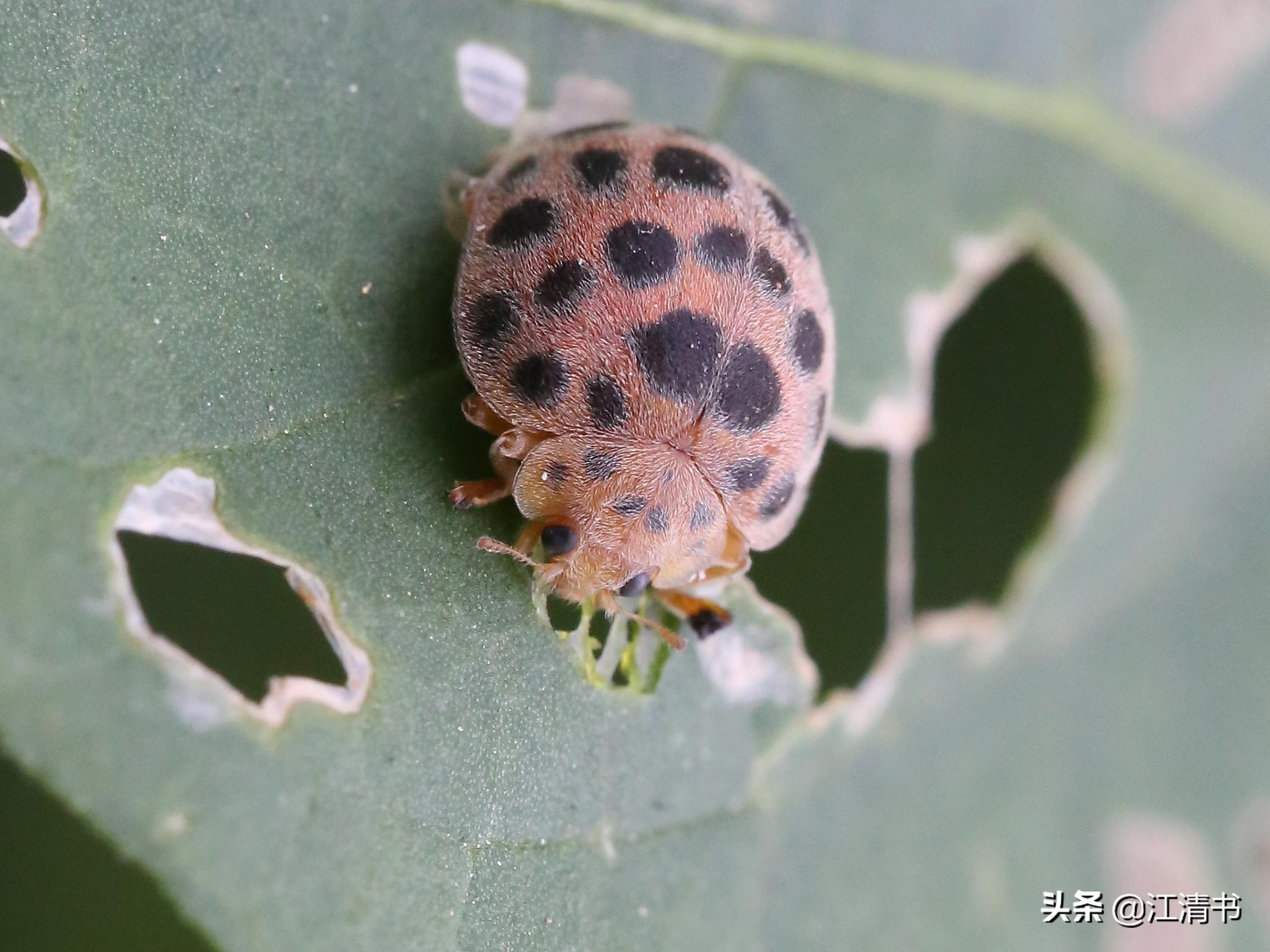 七星瓢虫能带来好运吗,七星瓢虫和二十四星瓢虫