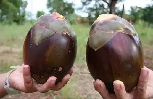 世界这么大你知道有几种水果吗,世界上都有哪些可以吃的水果