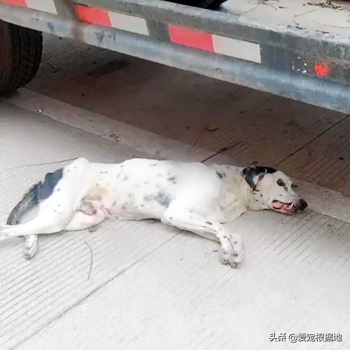 老年人斑点狗被遗弃,流浪狗被遗弃骨瘦如柴