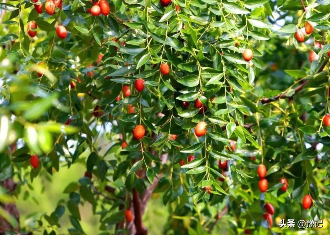 除了冬枣还有什么枣又大又圆,除了红枣枸杞茶还有什么茶