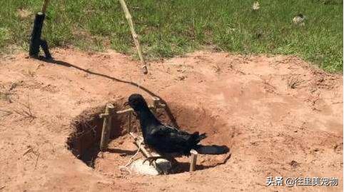 常见笼养鸟的雌雄鉴别,小宠物鸟怎样辨别雌雄