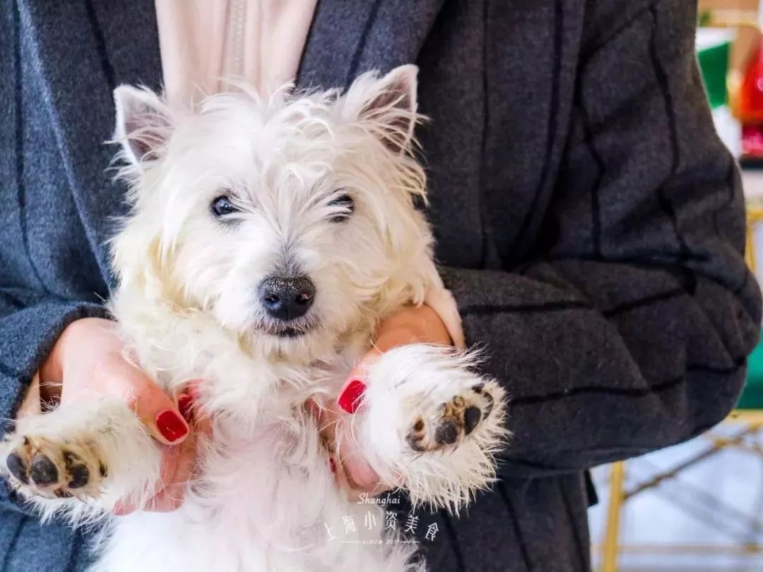 上海魔都十大网红店,魔都新店三万家这32家潮店必打卡