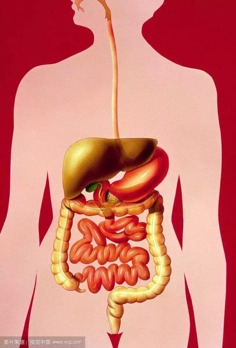 母婴肠道健康,母婴营养与健康
