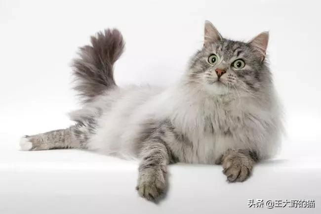 长不大的猫咪都有哪些品种,白色带渐黄短毛猫咪品种大全