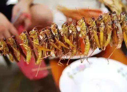 蝗虫的营养及药用价值,哪个品种蝗虫有药用价值