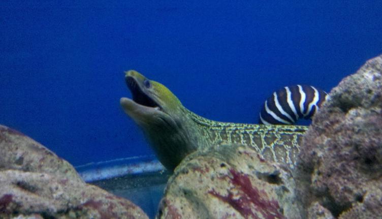 这七种食物你一定要吃,十种必吃的超级食物