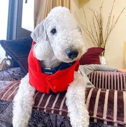 黑狗换毛期,黑狗换毛期变白