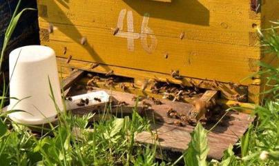 蜜蜂的饲喂技术,蜜蜂养殖加入什么能使蜜蜂活力大