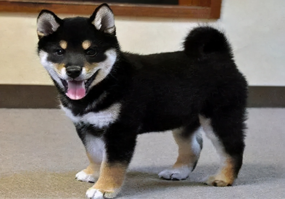 幼犬黄绿色粪便,幼犬拉黄色稀屎怎么治疗