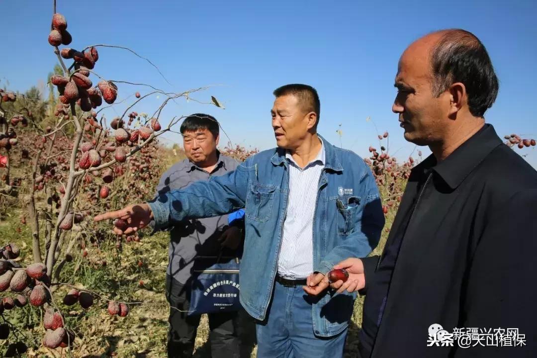 *疆新**:让红枣产业更“红”