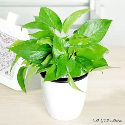 绿萝叶子稀疏只长藤,如何让绿萝叶子保持油亮翠绿