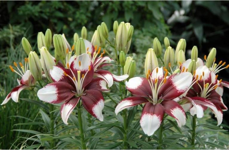 今生有约同心印爱海新花并蒂开—管浩男、曹丛新婚诗词23首