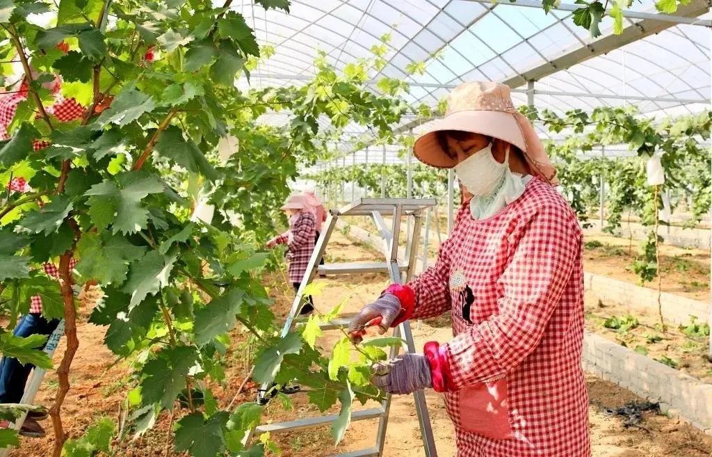 参展企业介绍,参展种业博览会的公司