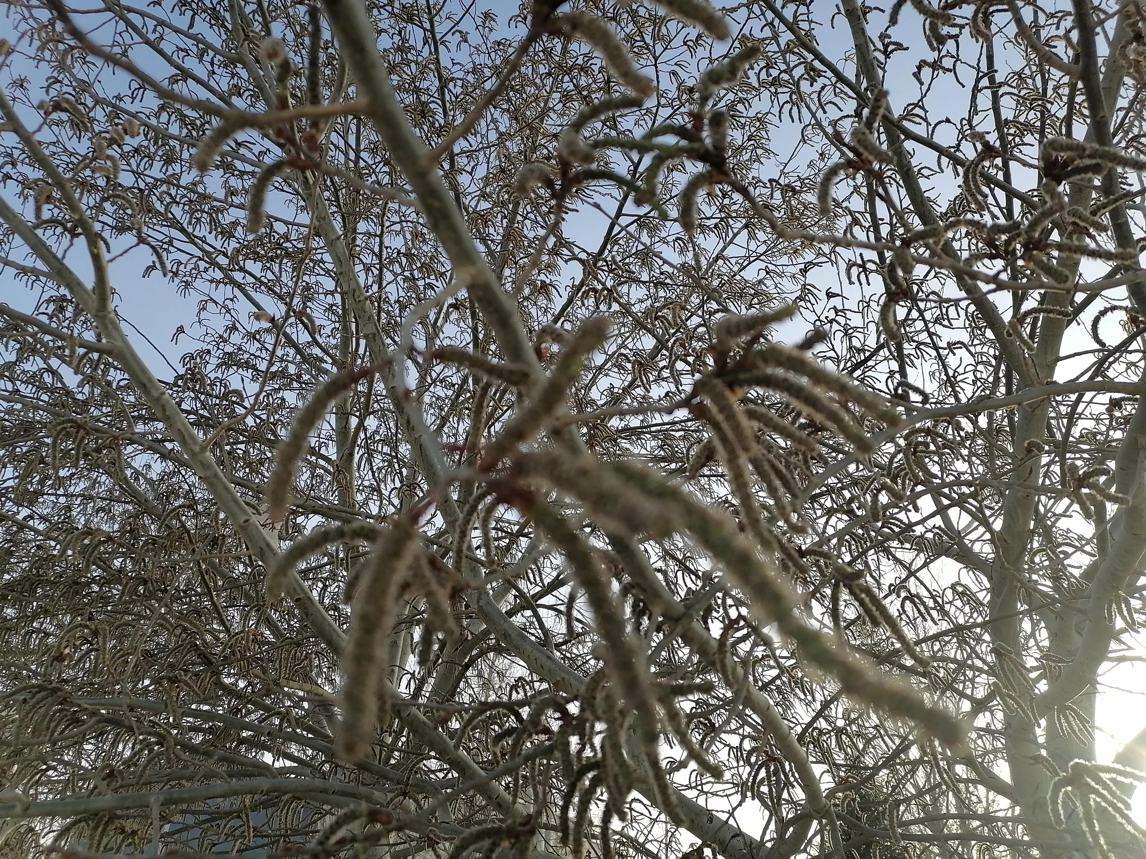 杨树的简介,杨树的全部作品