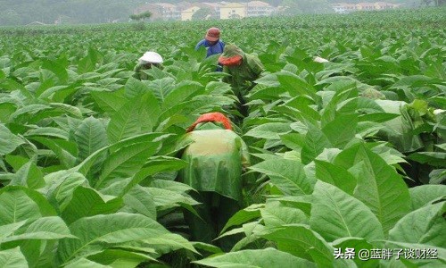 烟厂待遇真的很好吗,烟草公司