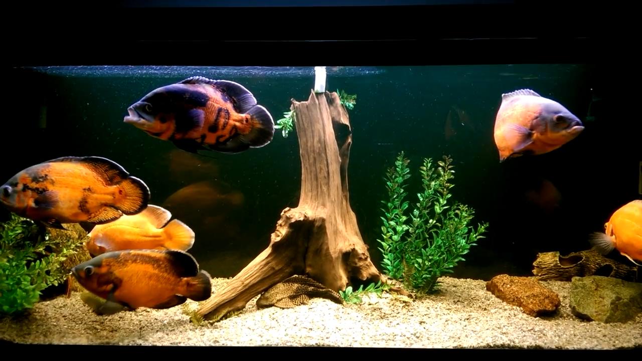 鱼缸里的油膜为什么会有危害,如何清除鱼缸油膜